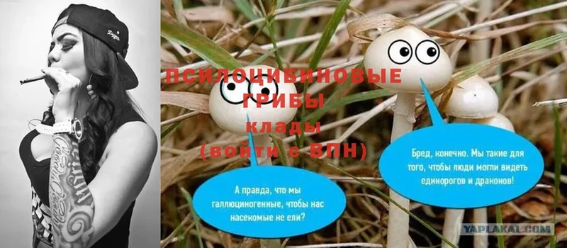 Галлюциногенные грибы Psilocybine cubensis Ершов